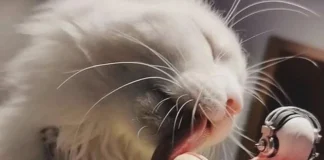 Verzin een Onderschrift 24 april 2025