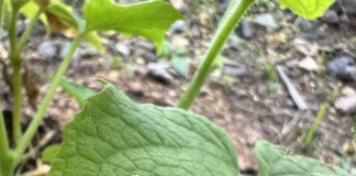 Verzin een Onderschrift 22 juli 2025