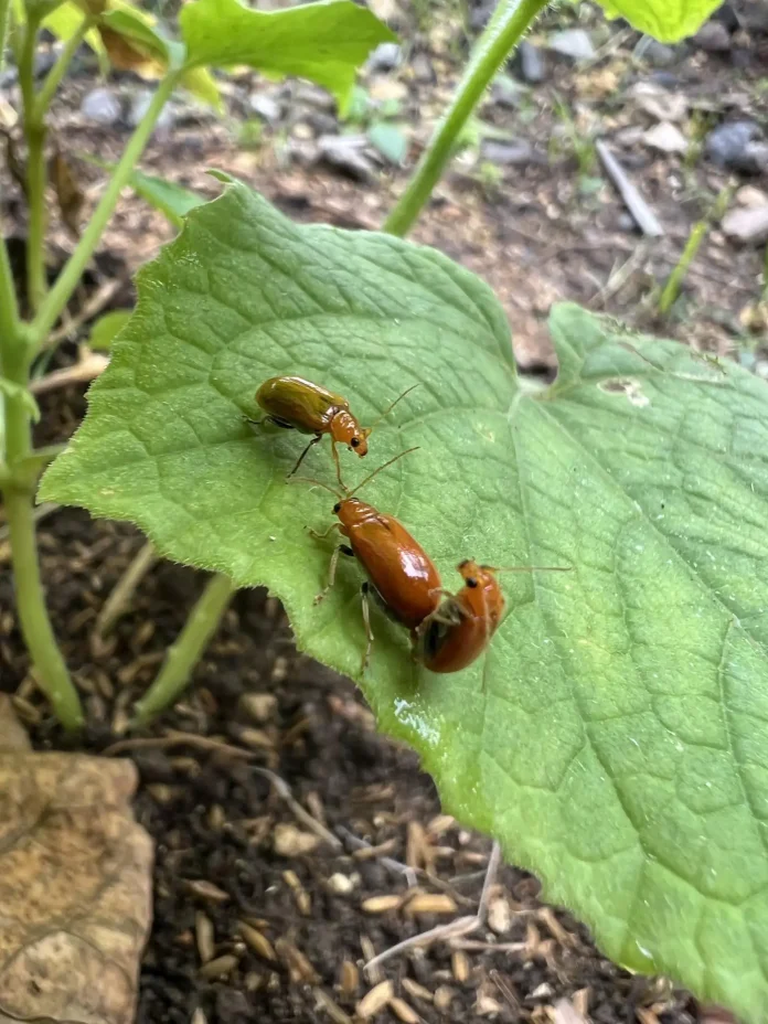 Verzin een Onderschrift 22 juli 2025