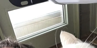 Verzin een Onderschrift 14 oktober 2025