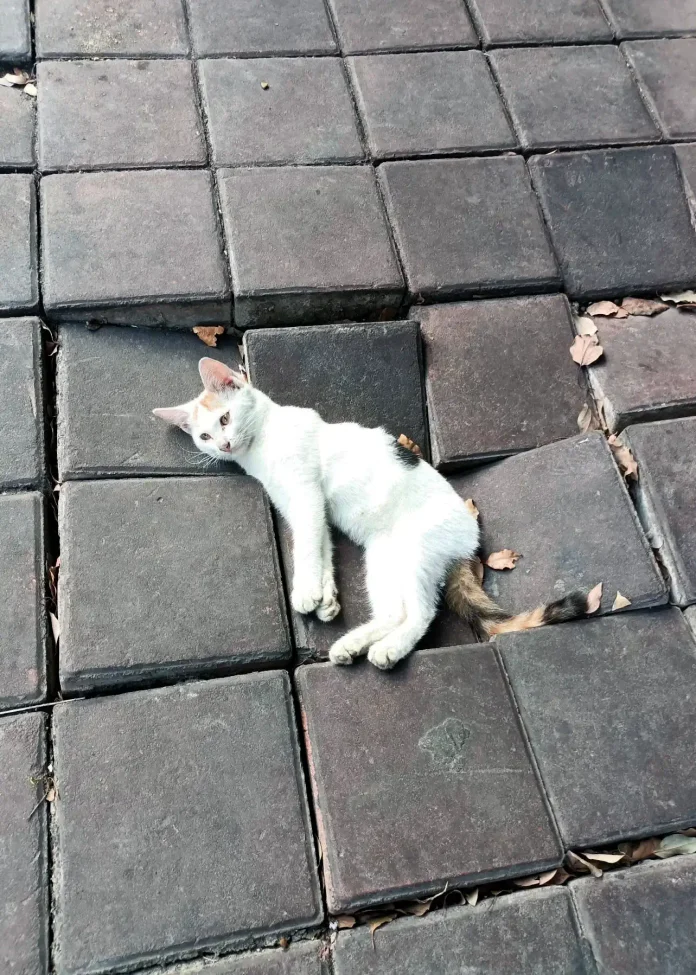 Verzin een Onderschrift 31 oktober 2025