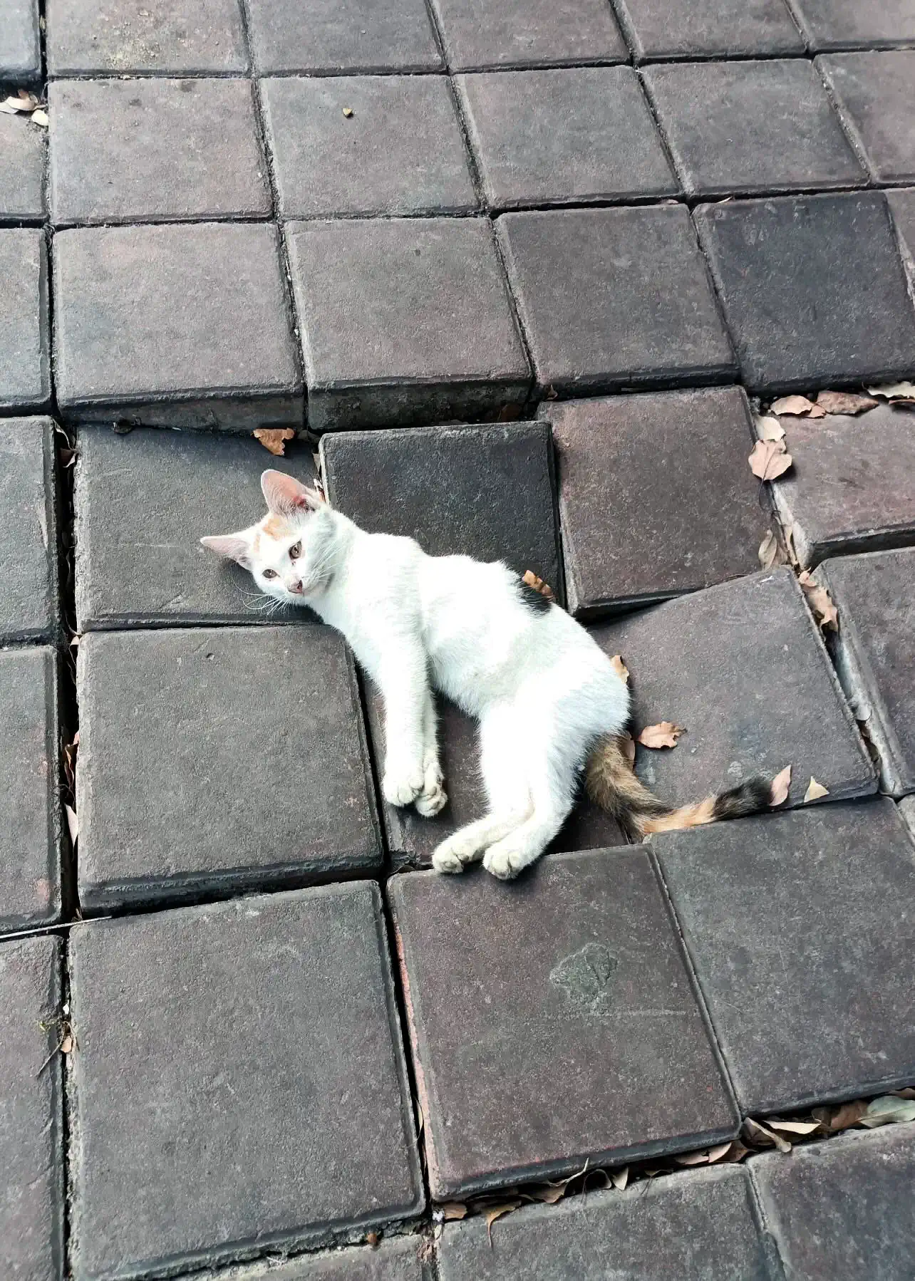 Verzin een Onderschrift 31 oktober 2025