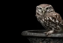 2026 wordt het Jaar van de Steenuil