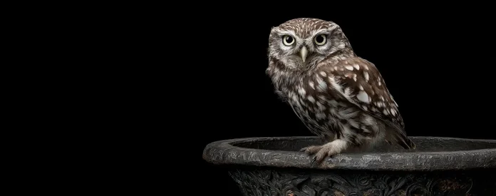 rixster_a_little_owl_perched_on_the_edge_of_an_iron_flower_pot_