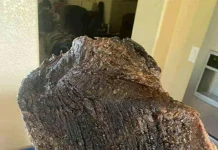 Verzin een Onderschrift 20 maart 2026